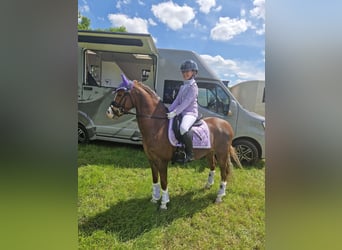 Galés B, Caballo castrado, 9 años, 130 cm, Alazán-tostado