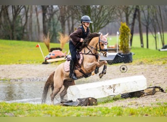 Galés B, Caballo castrado, 9 años, 130 cm, Alazán-tostado