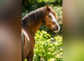 Galés B, Caballo castrado, 9 años, 130 cm, Alazán-tostado