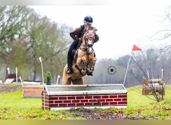 Galés B, Caballo castrado, 9 años, 130 cm, Alazán-tostado