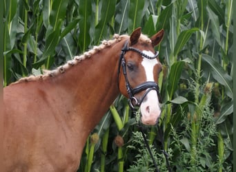 Galés B, Caballo castrado, 9 años, 132 cm, Alazán