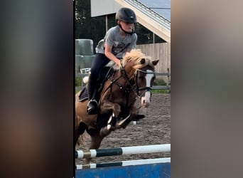 Galés B, Caballo castrado, 9 años, 132 cm, Alazán