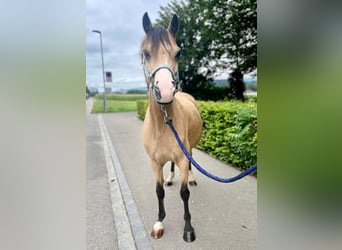 Galés B, Caballo castrado, 9 años, 133 cm, Buckskin/Bayo