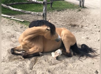 Galés B, Caballo castrado, 9 años, 133 cm, Buckskin/Bayo