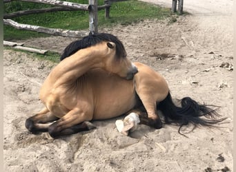 Galés B, Caballo castrado, 9 años, 133 cm, Buckskin/Bayo