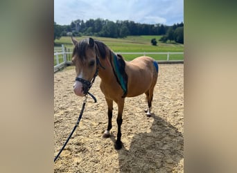 Galés B, Caballo castrado, 9 años, 133 cm, Buckskin/Bayo