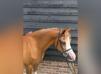 Galés B, Caballo castrado, 9 años, 135 cm, Alazán-tostado