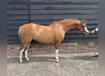 Galés B, Caballo castrado, 9 años, 135 cm, Alazán-tostado