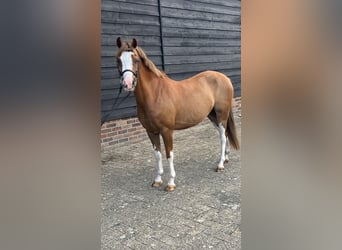 Galés B, Caballo castrado, 9 años, 135 cm, Alazán-tostado