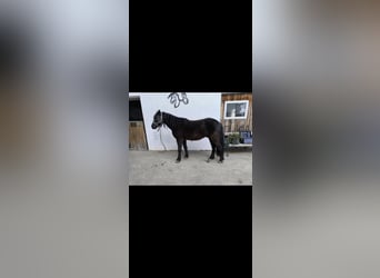 Galés B, Caballo castrado, 9 años, 137 cm, Negro