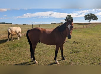 Galés B, Caballo castrado, 9 años, 142 cm, Castaño