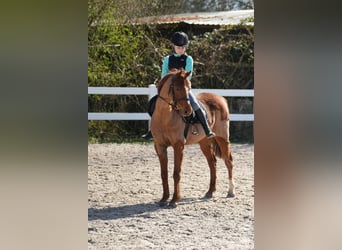 Galés B, Desconocido, 13 años, 128 cm, Alazán