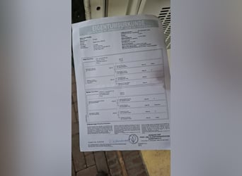 Galés B, Semental, 1 año, Alazán