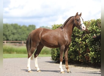 Galés B, Semental, 1 año, Alazán