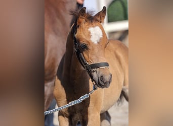 Galés B, Semental, 1 año, Castaño