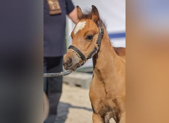 Galés B, Semental, 1 año, Castaño