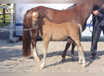 Galés B, Semental, 1 año, Castaño