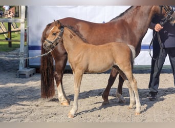 Galés B, Semental, 1 año, Castaño