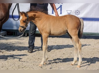 Galés B, Semental, 1 año, Castaño