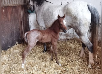 Galés B, Semental, 1 año, Ruano azulado