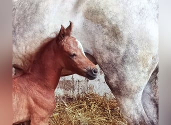 Galés B, Semental, 1 año, Ruano azulado