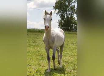 Galés B, Semental, 1 año, Tordo