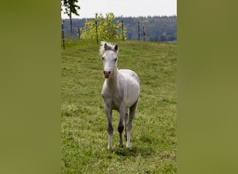 Galés B, Semental, 1 año, Tordo