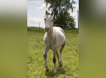 Galés B, Semental, 1 año, Tordo