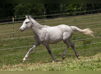 Galés B, Semental, 1 año, Tordo