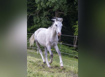 Galés B, Semental, 1 año, Tordo