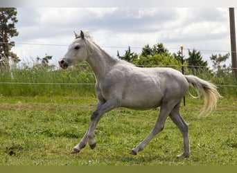Galés B, Semental, 1 año, Tordo
