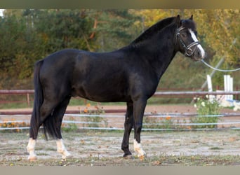 Galés B, Semental, 20 años, 125 cm, Negro