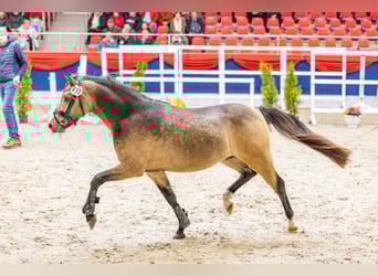 Galés B, Semental, 2 años, 128 cm, Buckskin/Bayo