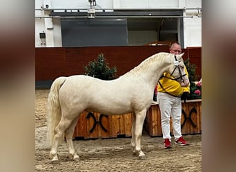 Galés B, Semental, 3 años, 133 cm, Cremello