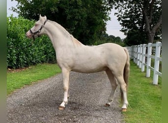 Galés B, Semental, 3 años, 133 cm, Cremello