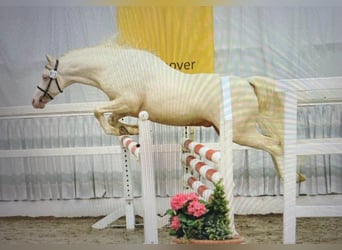 Galés B, Semental, 3 años, 133 cm, Cremello