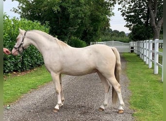 Galés B, Semental, 3 años, 133 cm, Cremello