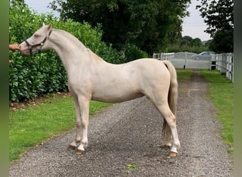 Galés B, Semental, 3 años, 133 cm, Cremello