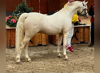 Galés B, Semental, 3 años, 133 cm, Cremello