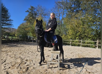 Galés B, Semental, 4 años, 119 cm, Negro