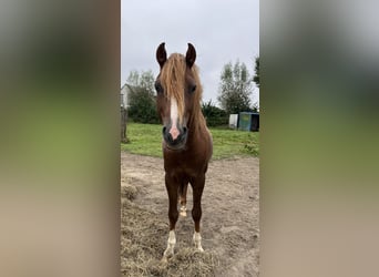 Galés B, Semental, 4 años, 130 cm, Alazán-tostado