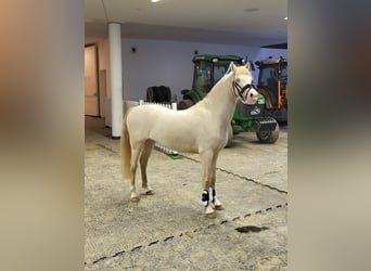 Galés B, Semental, 4 años, 130 cm, Cremello