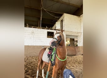 Galés B, Semental, 4 años, 134 cm, Alazán-tostado