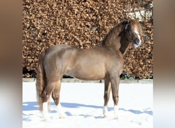 Galés B, Semental, 6 años, 133 cm, Alazán-tostado