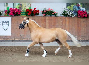 Galés B, Semental, 4 años, 127 cm, Palomino