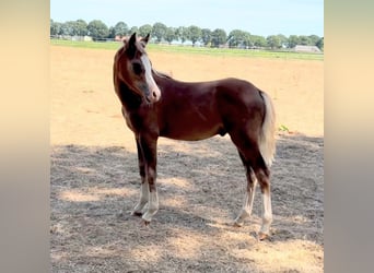 Galés B, Semental, Potro (04/2026), 130 cm, Alazán-tostado