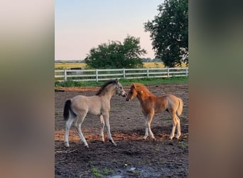 Galés B, Semental, Potro (05/2026), Buckskin/Bayo