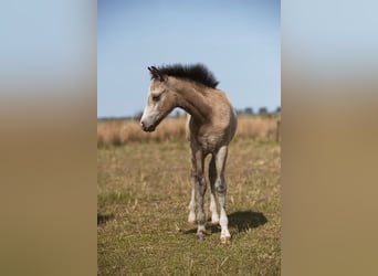 Galés B, Semental, Potro (05/2026), Buckskin/Bayo