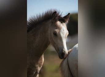 Galés B, Semental, Potro (05/2026), Buckskin/Bayo