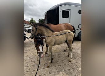 Galés B, Semental, Potro (05/2026), Buckskin/Bayo